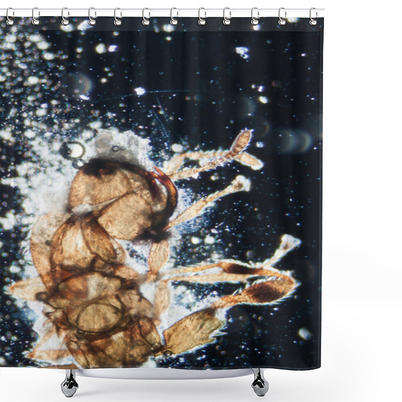 Personality  Animal Insect Shower Curtains