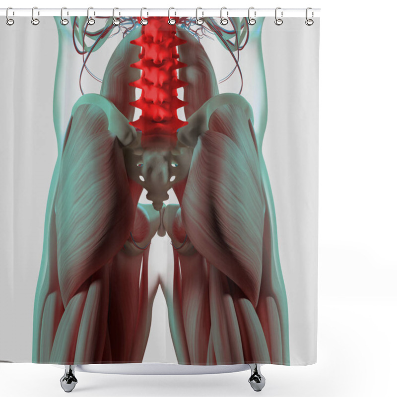 Personality  Human Spine And Pelvis Anatomy Model Shower Curtains