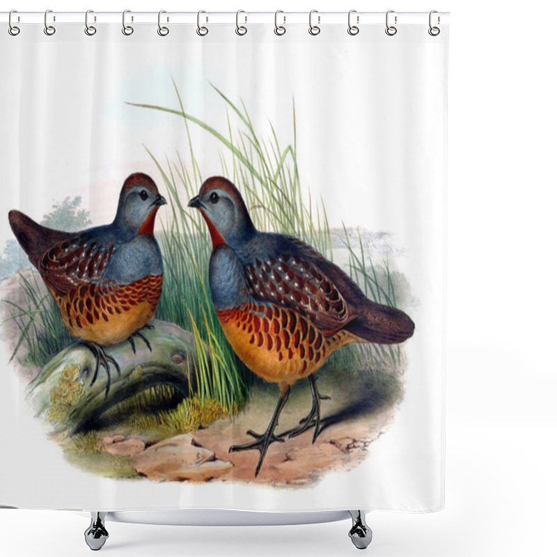 Personality  Illustration Of Animals Old Image Shower Curtains