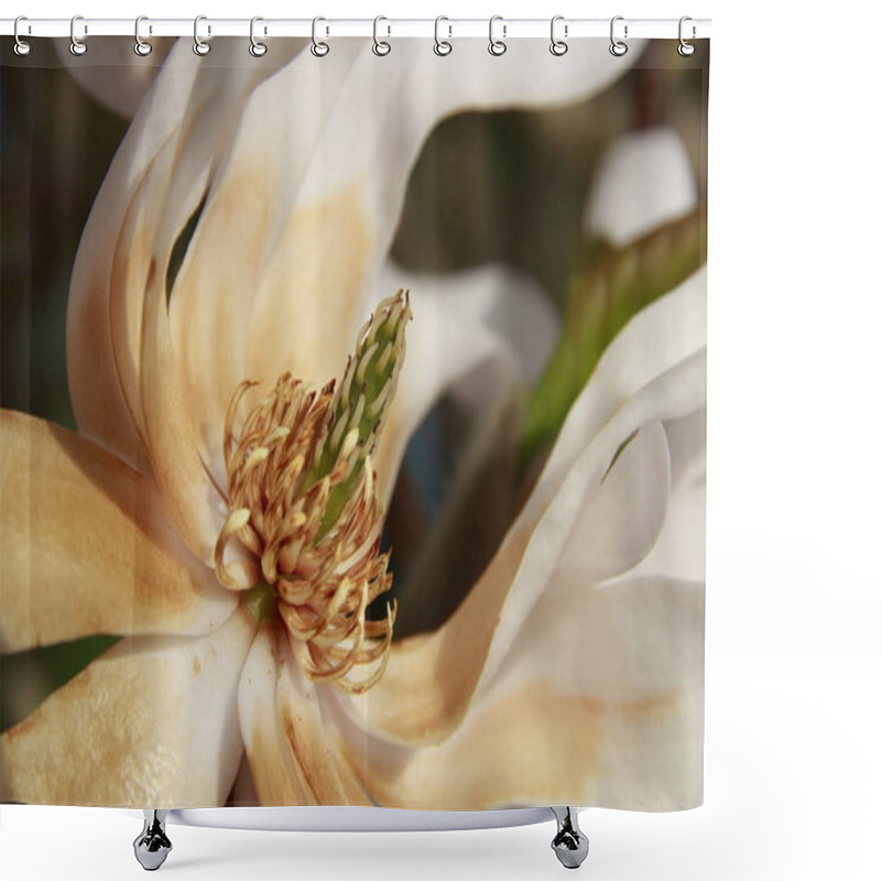 Personality  Close-up Of A Flower Of A Magnolia Tree Shower Curtains