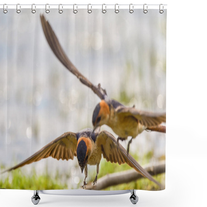 Personality  Red Rumped Swallow (Cecropis Daurica), Hirundo Daurica, Near A Danub Delta Collecting Mud For The Nest Shower Curtains