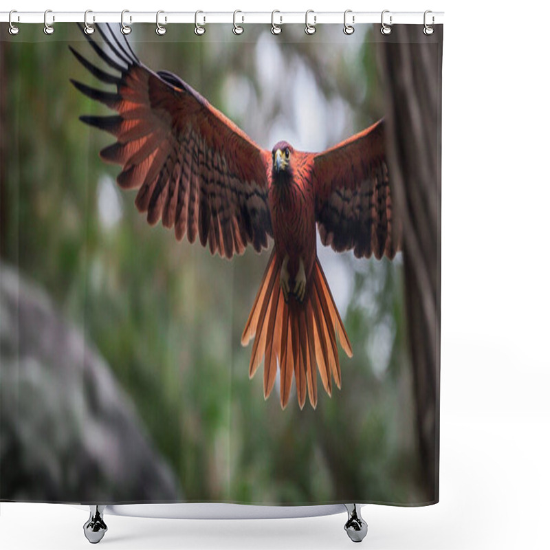 Personality  A Striking Hawk Glides Effortlessly Through A Vibrant Forest, Its Wide Wingspan And Vivid Plumage Catching The Light. This Powerful Bird Of Prey Showcases Its Agility And Grace While Searching For Its Next Meal In The Dense Foliage Below. Shower Curtains