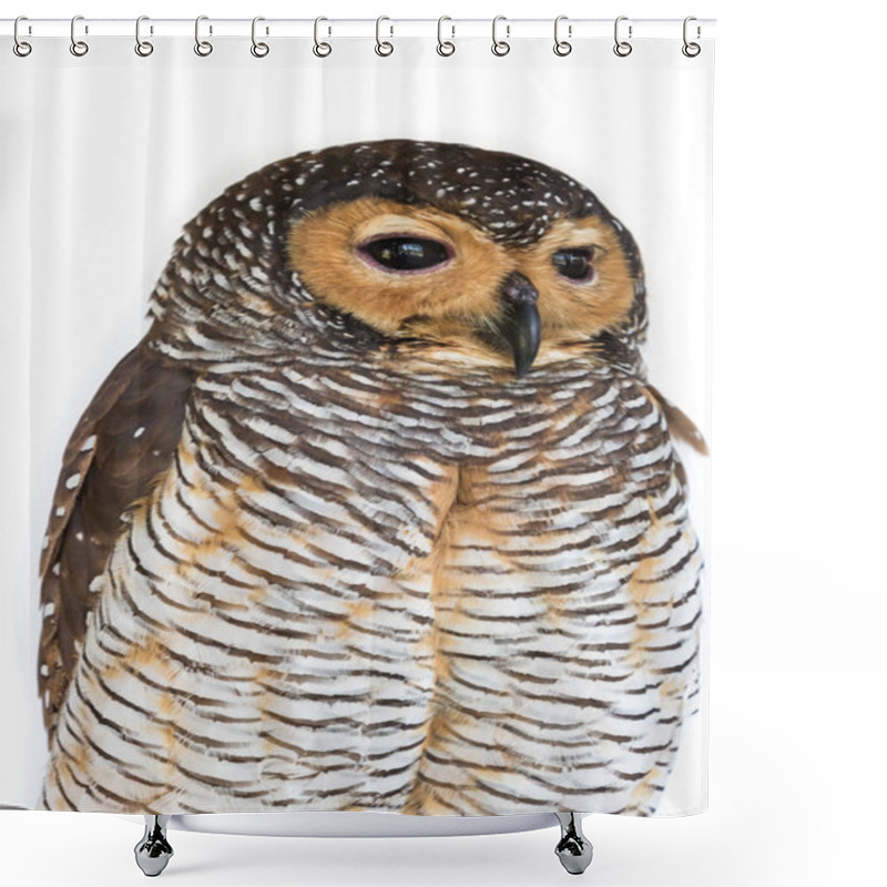 Personality  Portrait Of  Brown Wood Owl Bird From Thailand Shower Curtains