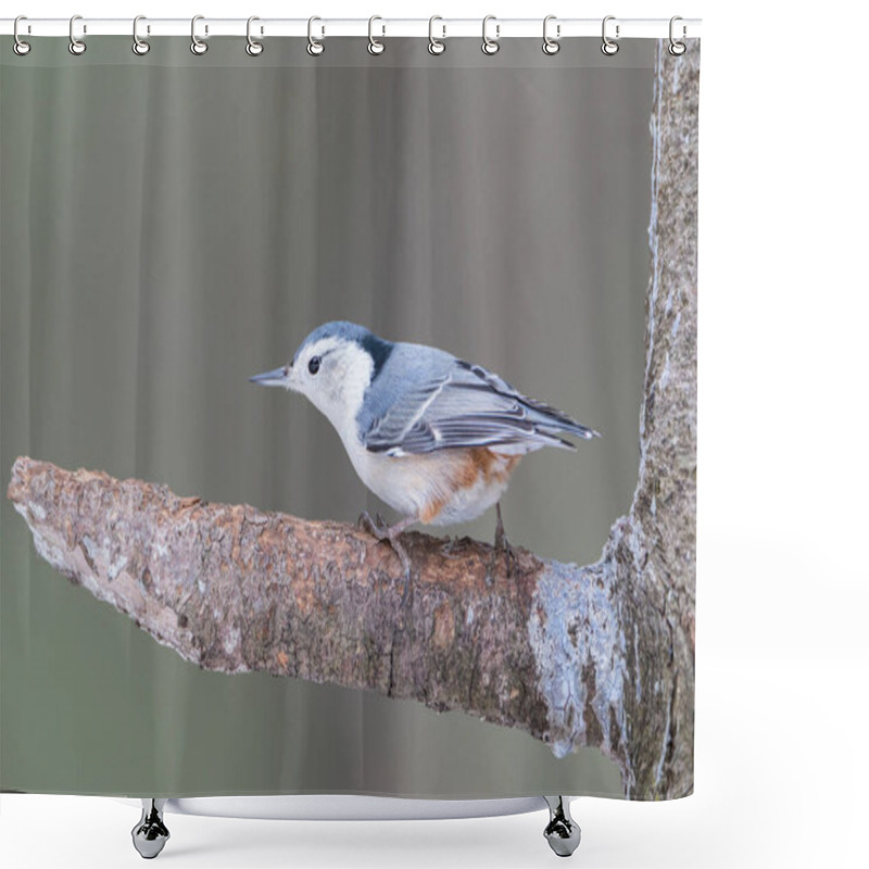 Personality  White-breasted Nuthatch Standing On A Pine Tree Branch Shower Curtains