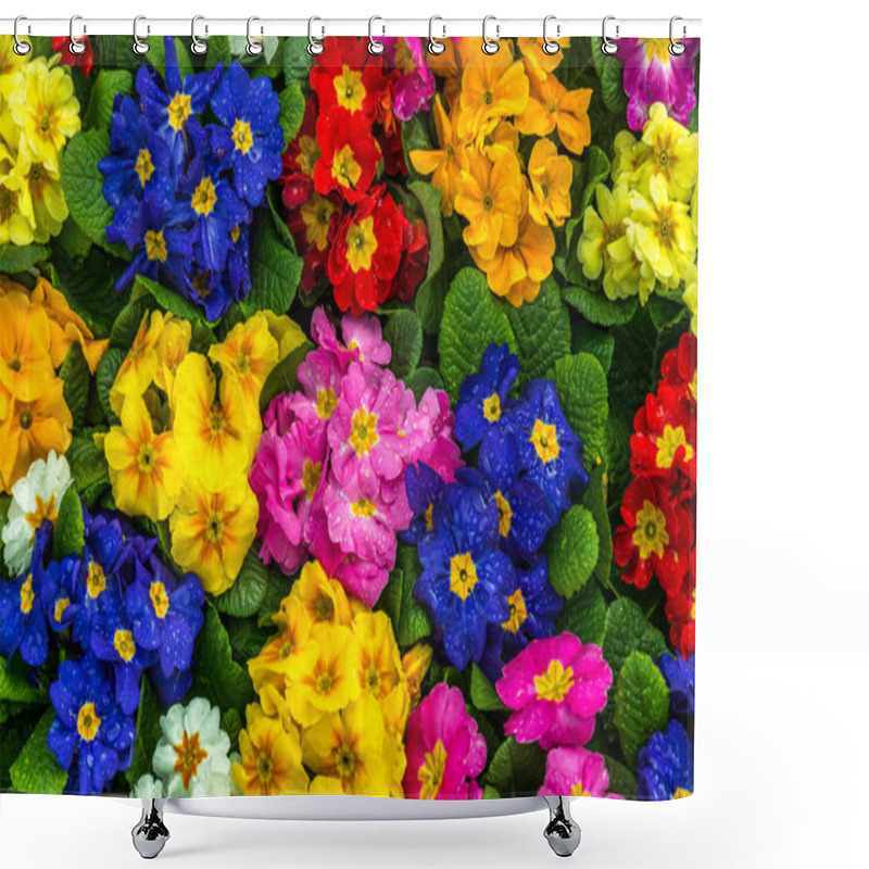 Personality  Beautiful Primrose Flowers. Shower Curtains