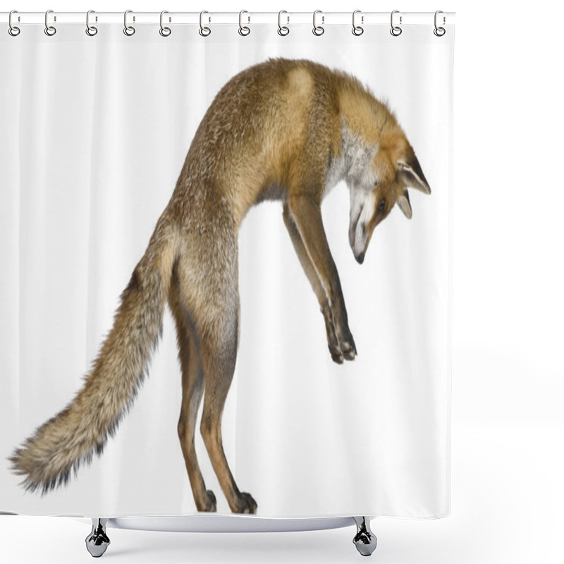 Personality  Front View Of Red Fox (1 Year Old) Shower Curtains