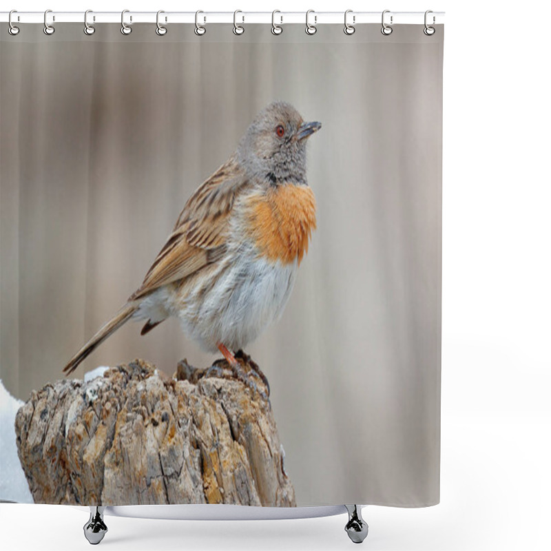 Personality  Robin Accentor, Prunella Rubeculoides, Bird Sitting On Tree Trunk In The Winter Mountain. Robin In The Stone Habitat, Ladakh, Hemis NP, India. Birds In The Himalayas Rocky Mountain  Shower Curtains