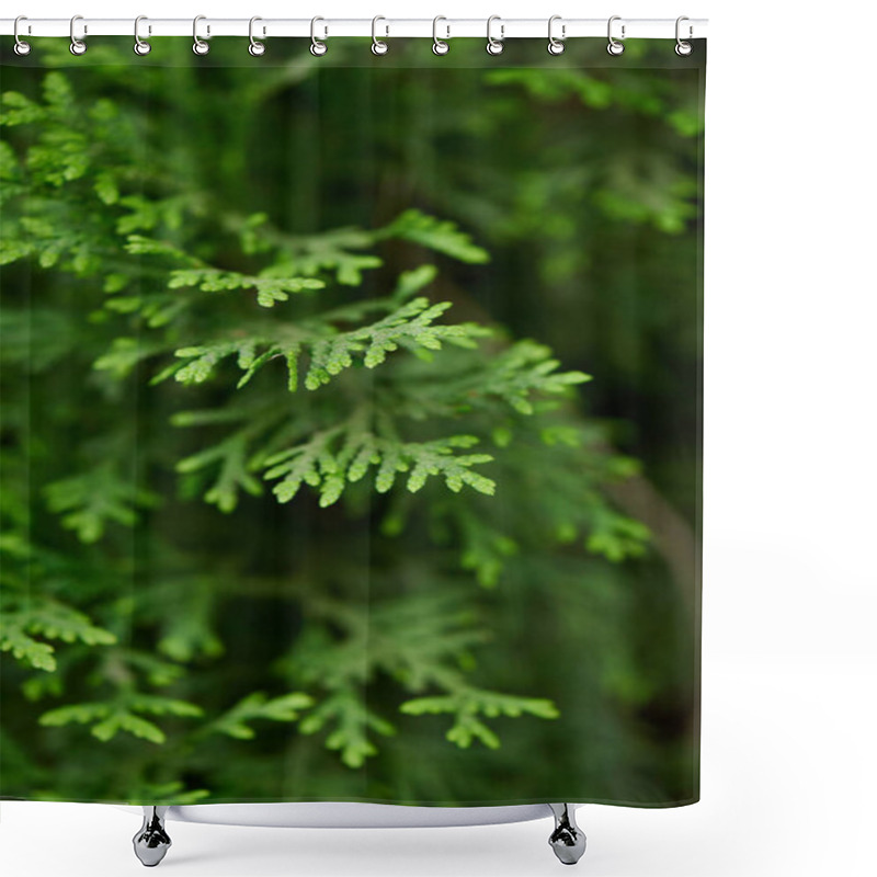 Personality  Close-up View Of Beautiful Green Juniper Branches, Selective Focus Shower Curtains