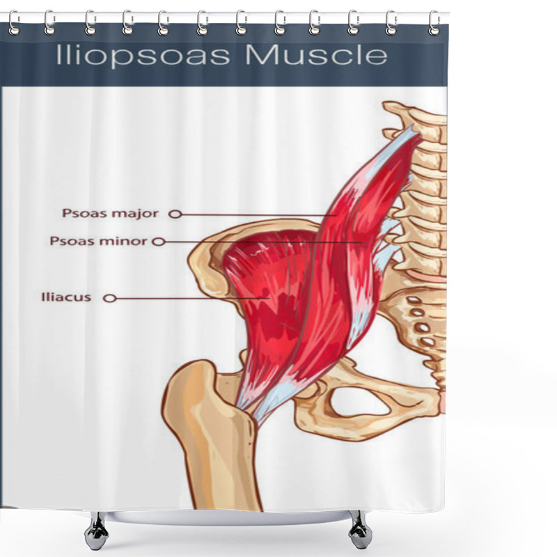 Personality   Vector Illustration Of A Iliopsoas Muscle Shower Curtains