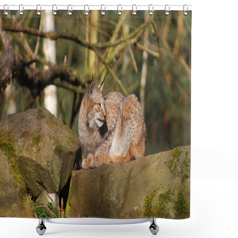 Personality  European Lynx Shower Curtains