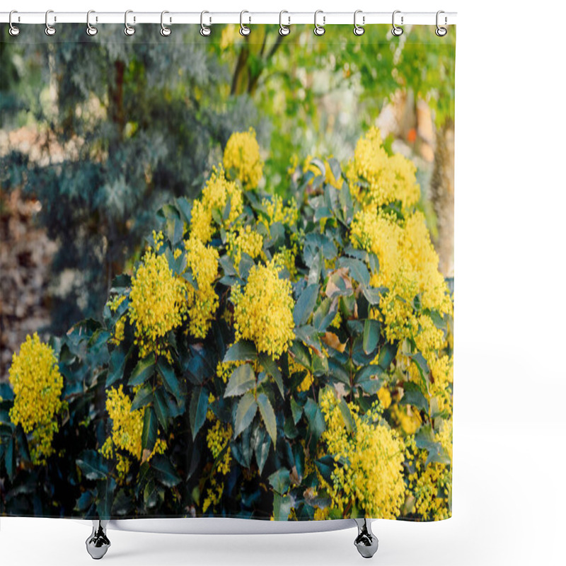 Personality  Oregon Grape With Yellow Flowers In Spring Time, Close Up View Of Flowering Mahonia Shower Curtains