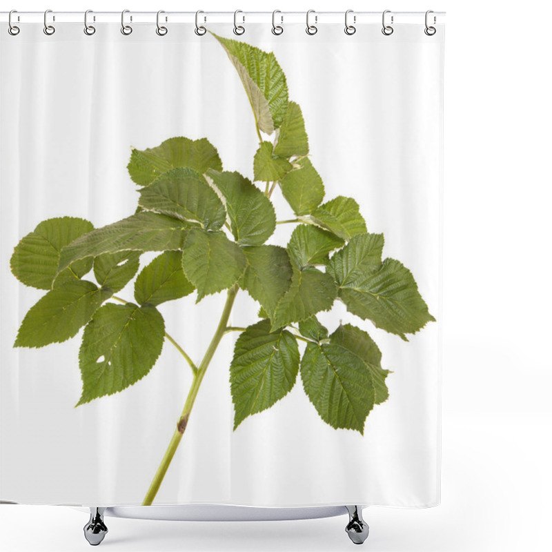 Personality  Green Raspberry Leaves. Isolated On White Background Shower Curtains