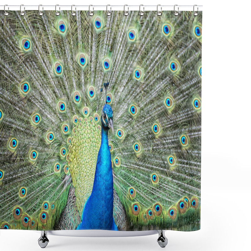 Personality  Peacock Bird Wonderful Feather Open Wheel Portrait  Shower Curtains