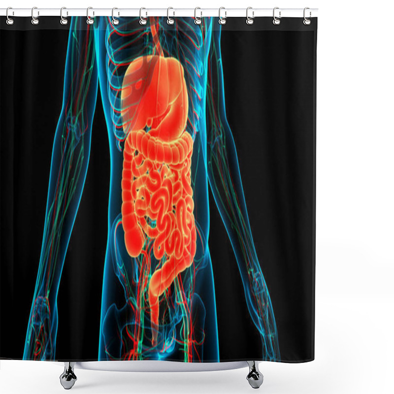 Personality  Human Digestive System Anatomy. 3D Shower Curtains