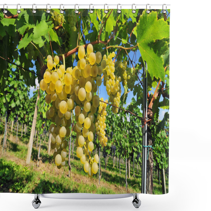 Personality  White Grapes Shower Curtains