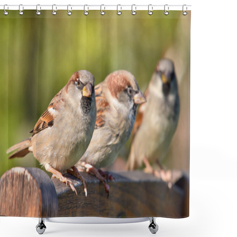 Personality  Group Of House Sparrow Shower Curtains