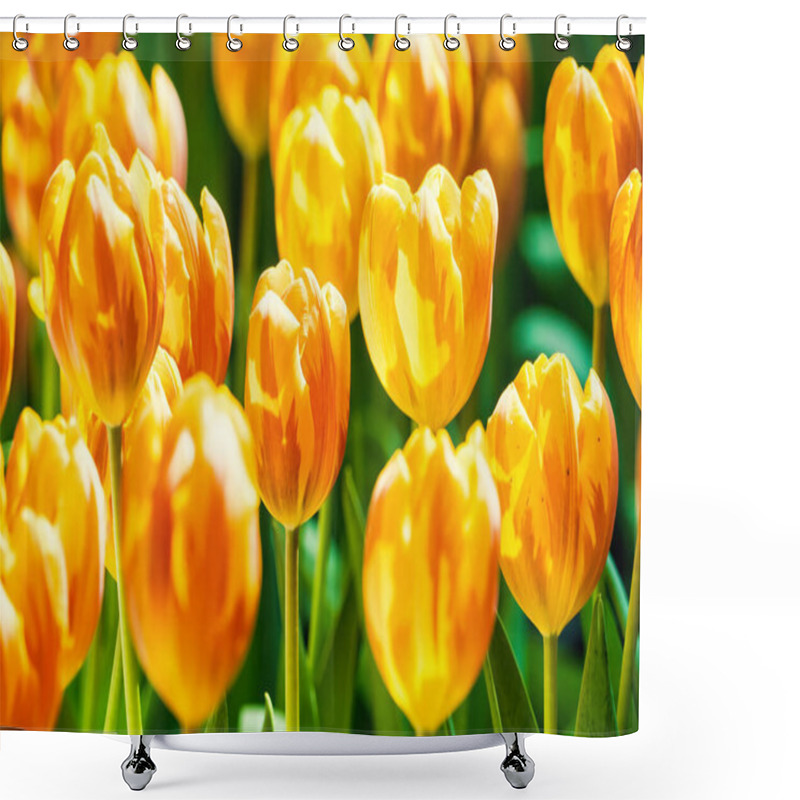 Personality  Yellow And Orange Tulips Blooming Brightly In A Lush Garden Surrounded By Green Leaves, Showcasing The Vibrant Beauty Of Spring. Shower Curtains