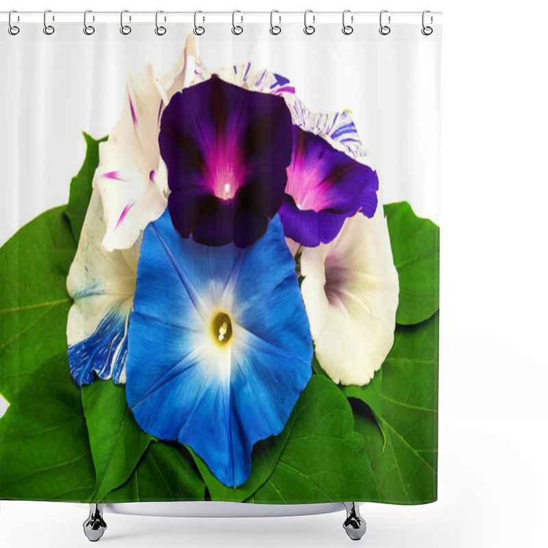 Personality  Beautiful Flowers Of Morning Glory Shower Curtains