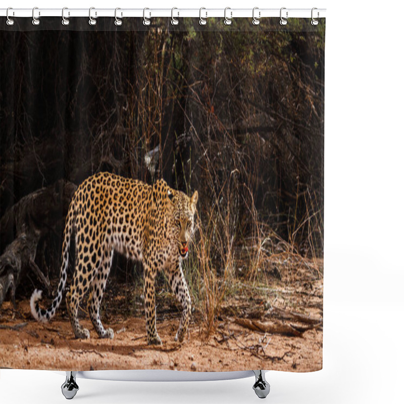 Personality  Leopard In Kgalagadi Transfrontier Park, South Africa; Specie Panthera Pardus Family Of Felidae Shower Curtains