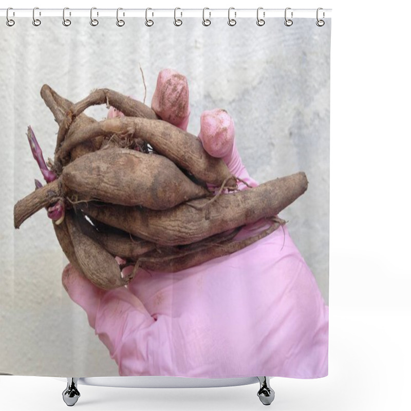 Personality  Hand Wering Pink Garden Glove Holding Dahlia Tubers Clumps  Shower Curtains