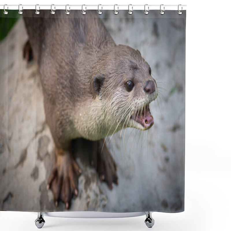 Personality  Otter Shower Curtains