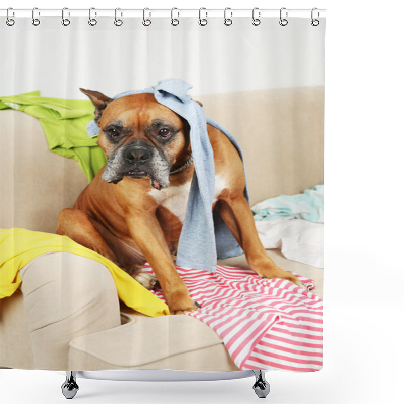 Personality  Dog In Messy Room, Sitting On Sofa, Close-up Shower Curtains