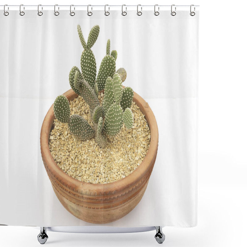 Personality  Bunny Ears Cactus In A Clay Pot Isolated On White Background Shower Curtains