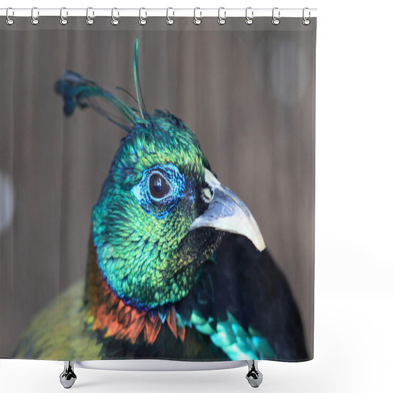 Personality  Himalayan Monal (Lophophorus Impejanus) Shower Curtains