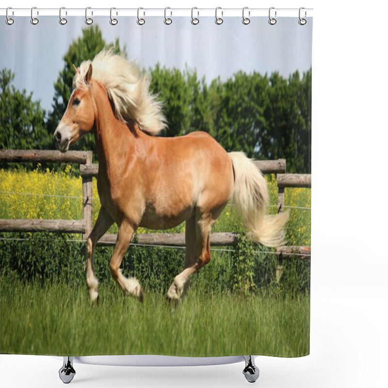 Personality  Beautiful Haflinger Horse Is Running On A Paddock In The Sunshine Shower Curtains