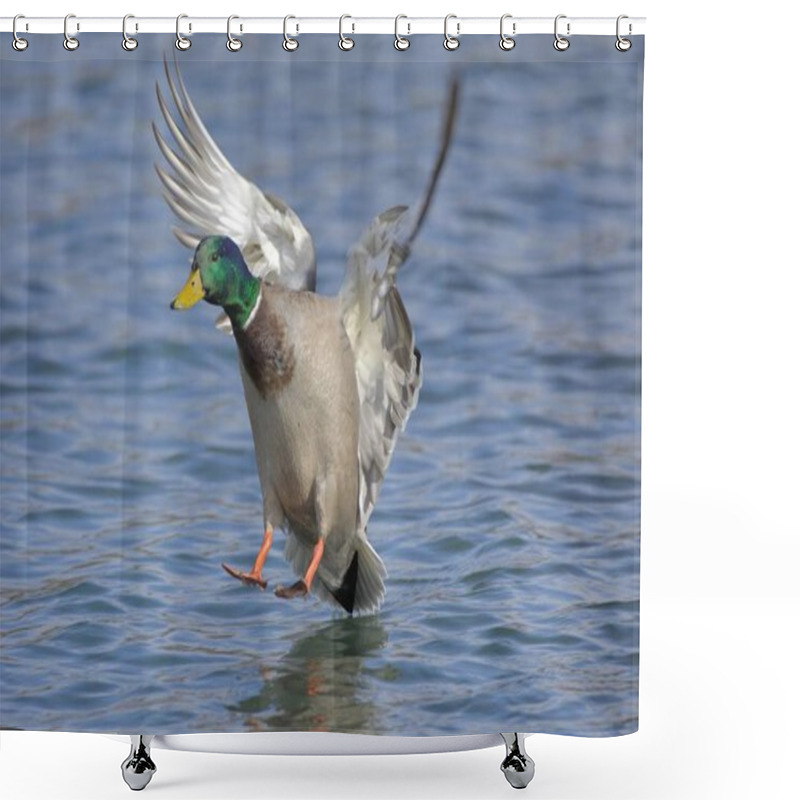 Personality  Duck Flying Above Water Shower Curtains