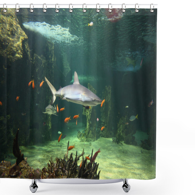 Personality  Grey Reef Sharks Shower Curtains