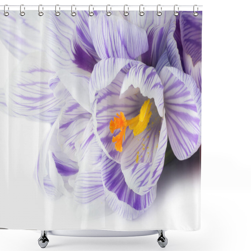 Personality  Spring Flower Crocus Macro On White Background Shower Curtains