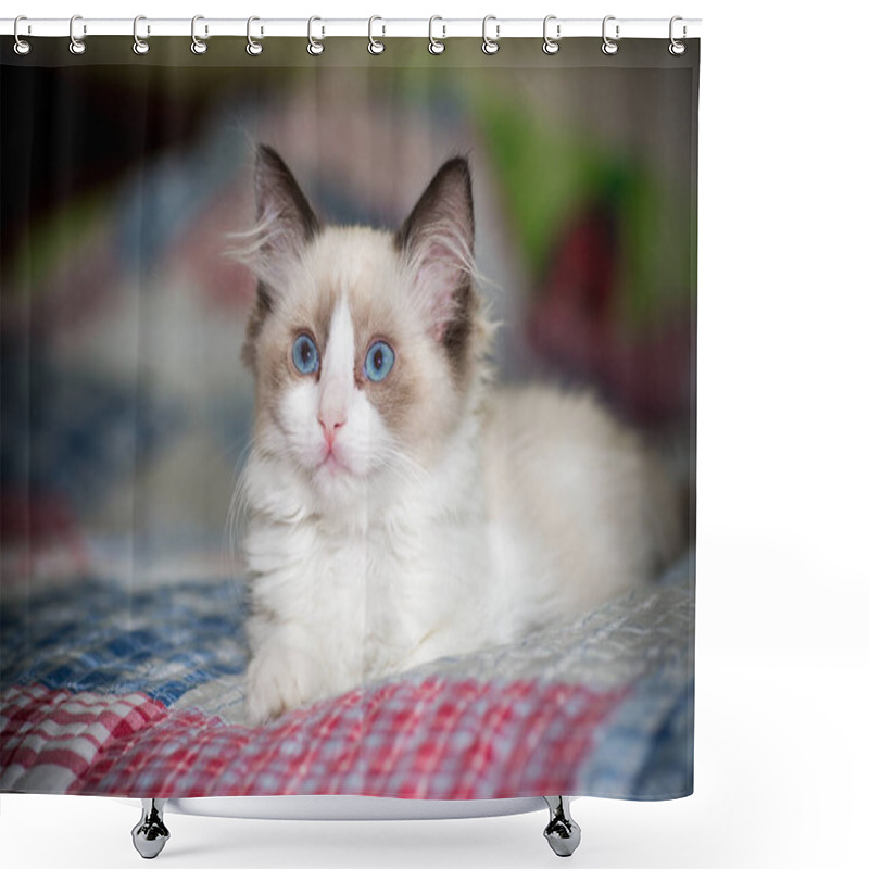 Personality  Small Two Month Old Ragdoll Kitten At Home Shower Curtains