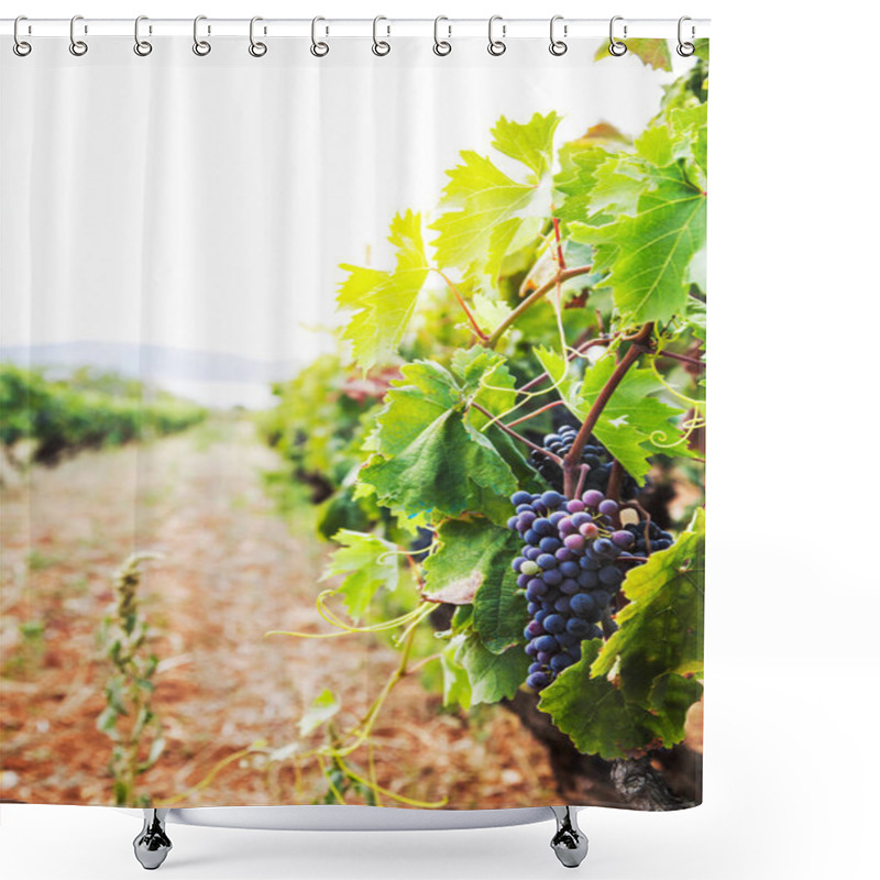 Personality  Nature Background With Vineyard In Autumn Harvest. Ripe Grapes In Fall. Shower Curtains