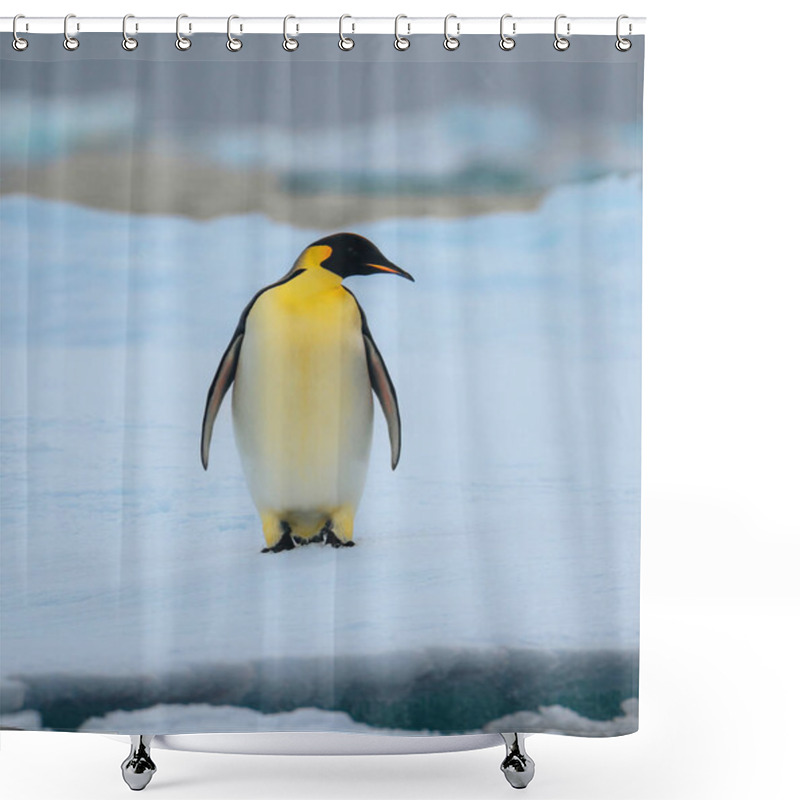 Personality  Emperor Penguin In Natarctica Standing And Walk On Snow. Photo Shower Curtains