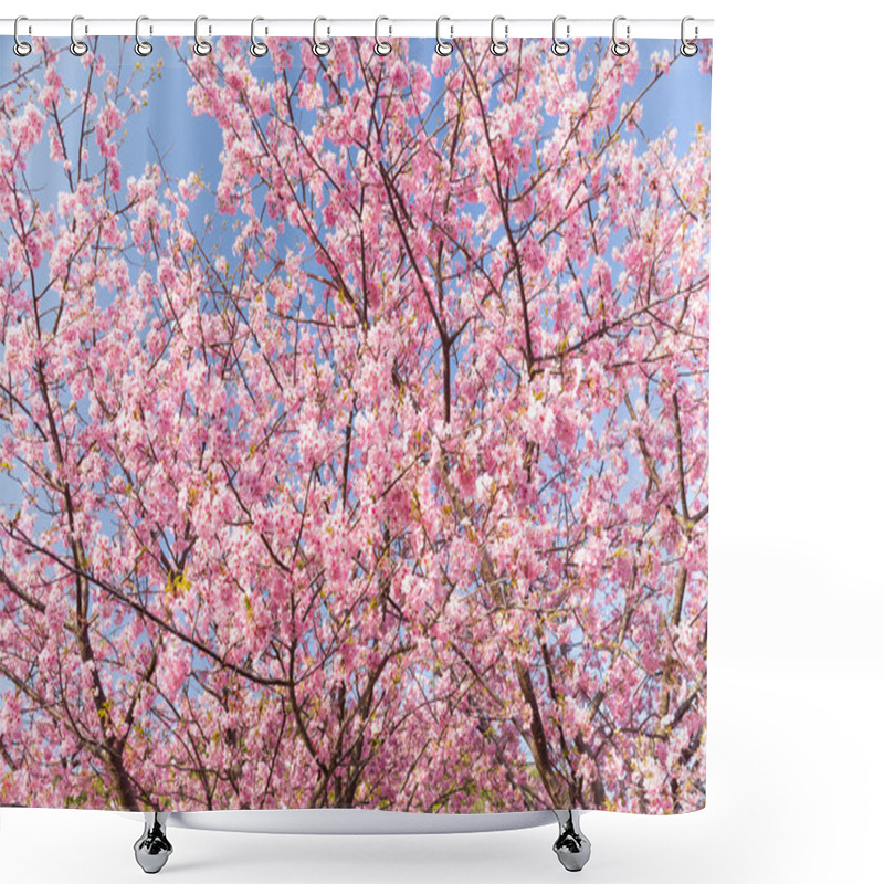 Personality  Blooming Sakura Tree Branches Shower Curtains