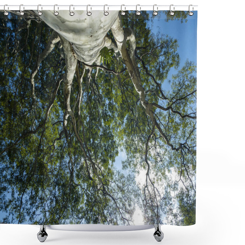 Personality  The Tree From Below. The Tree Seen From Below With The Blue Sky In The Morning Sun.  Shower Curtains