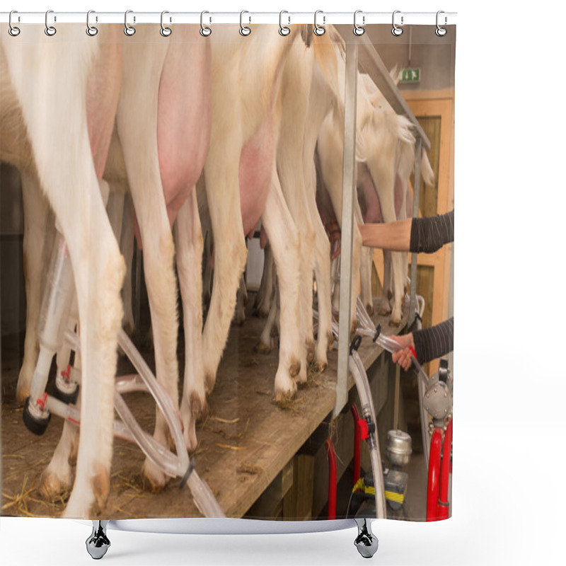 Personality  Goat And Ewes At A Farm Shower Curtains