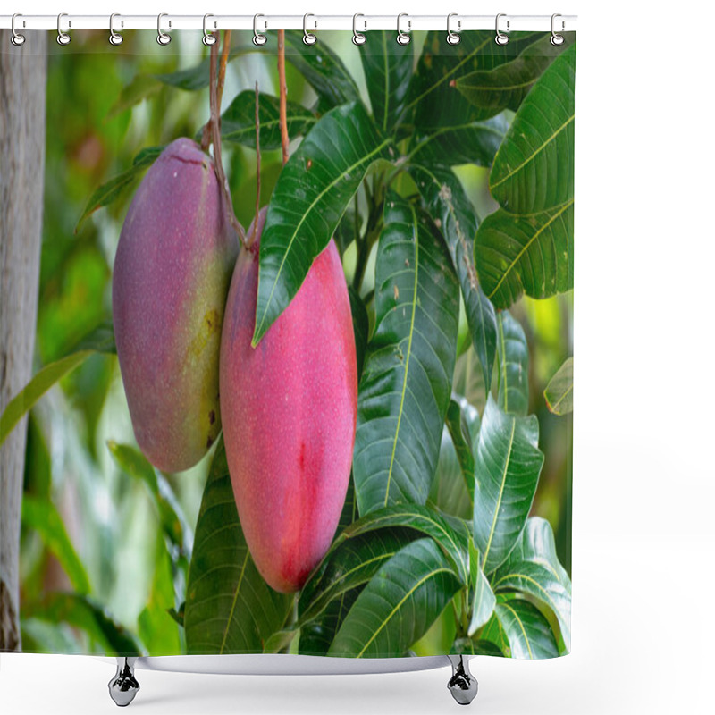 Personality  Tropical Mango Tree With Big Ripe Mango Fruits Growing In Orchard On Gran Canaria Island, Spain, Cultivation Of Mango Fruits On Plantation. Shower Curtains