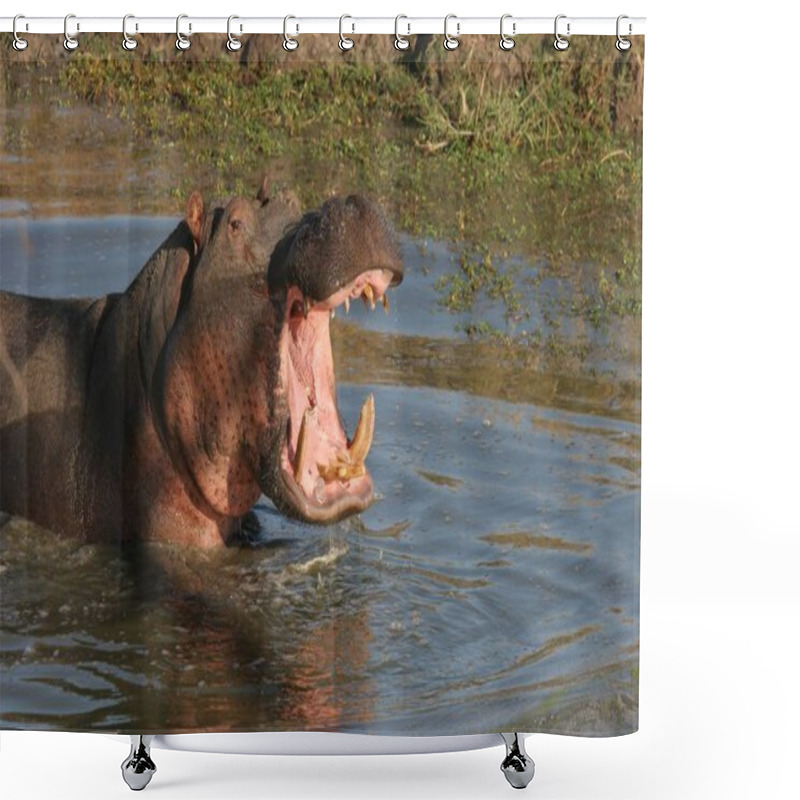 Personality  A Closeup Of A Hippo (Hippopotamus Amphibius) In A Pond In Sabi Sands, South Africa With An Open Mouth Shower Curtains