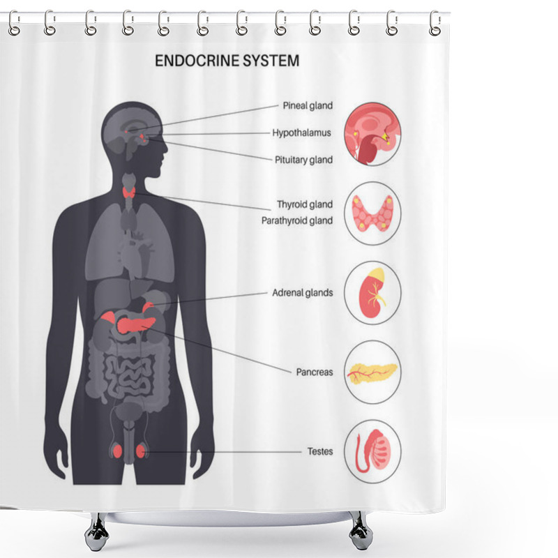 Personality  Human Endocrine System Shower Curtains