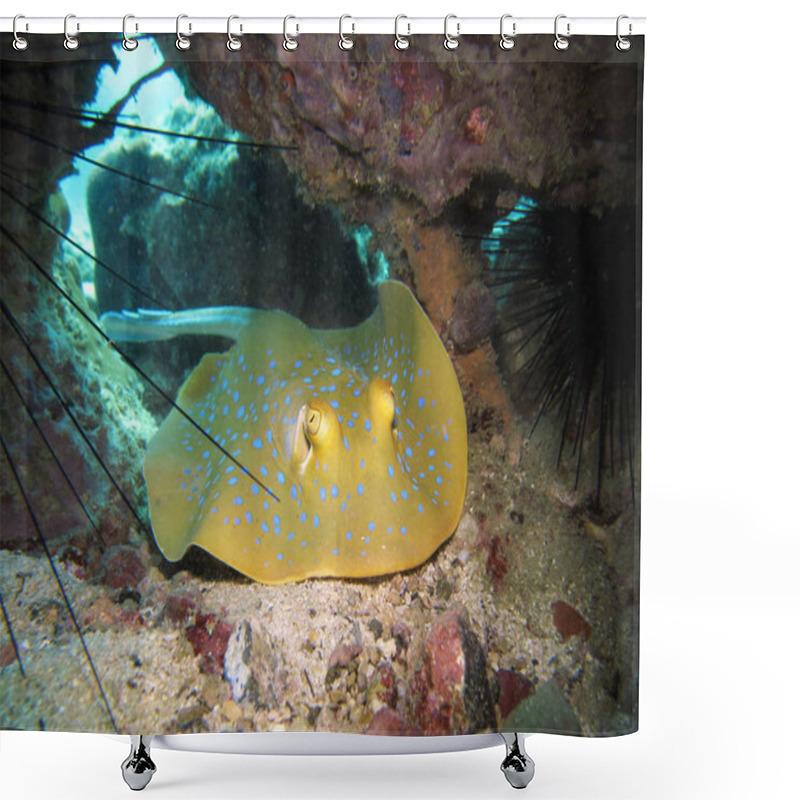 Personality  Blue Spotted Stingray. Gulf Of Thailand. Shower Curtains