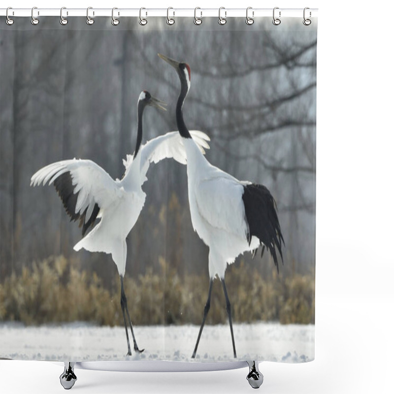 Personality  The Ritual Marriage Dance Of Cranes. The Red-crowned Cranes. Scientific Name: Grus Japonensis, Also Called The Japanese Crane Or Manchurian Crane, Is A Large East Asian Crane. Shower Curtains