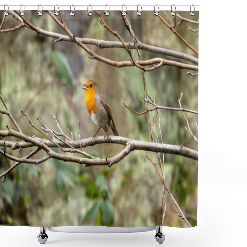 Personality  A European Robin, A Small Insectivorous Bird, Perched In The National Botanic Gardens, Dublin, Ireland. Shower Curtains