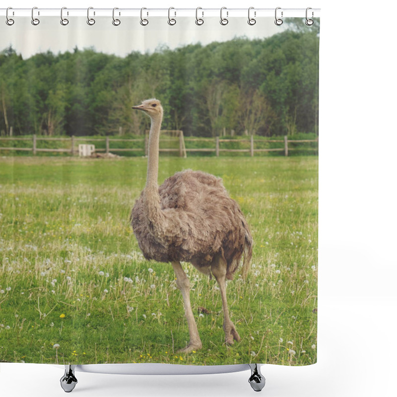 Personality  Ostrich On Grass, Summer Time Shower Curtains