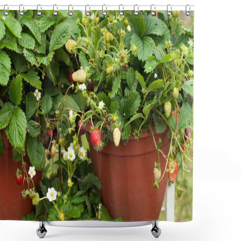 Personality  Flowers For Planting In The Open Ground. Growing Flowers In A Cl Shower Curtains