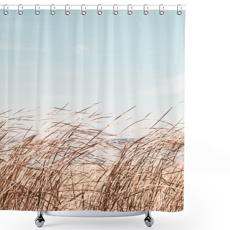 Personality  Dry Sedge Grass Flutters In The Wind Next To A Lake Or River.Golden Sedge Grass In The Fall In The Sun. Abstract Natural Background. Natural Beige Or Set Sail Champagne Background Shower Curtains