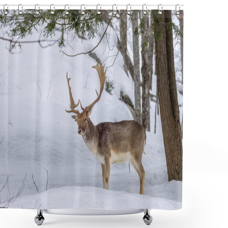 Personality  Fallow Deer In A Forest In The Wilderness Of Ontario, Canada At A Cold But Sunny Day In Winter. Shower Curtains