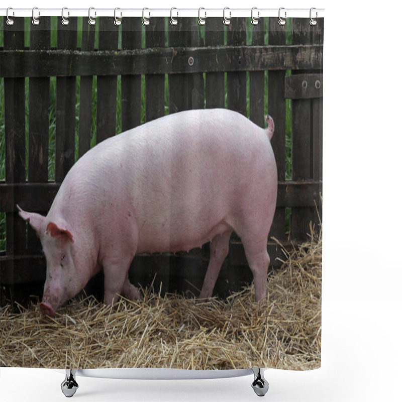 Personality  Young Healthy Pig Lenjoyed Summer Sunshine At Farm Shower Curtains