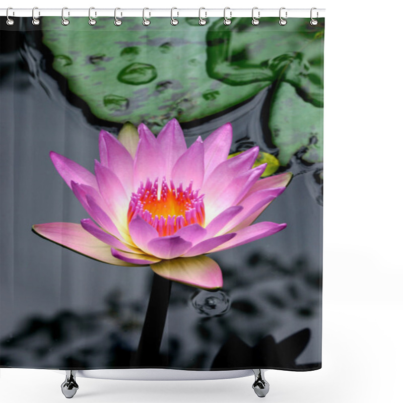 Personality  Pink Lotus Blossoms Or Water Lily Flowers Blooming Shower Curtains